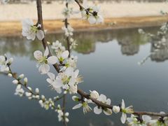 -桃花堤公园
