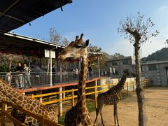 -西霞口神雕山野生动物世界