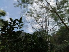 -莫里热带雨林景区