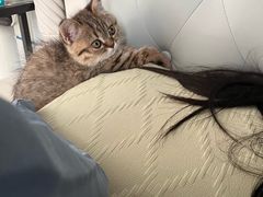 -汪喵宠物医院·骨科心脏影像·犬猫急重症ICU诊疗中心(成华分院)