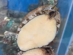 -宾朋海鲜特色美食餐厅·纯手工鲅鱼水饺(兴海路店)