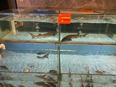 -饭怕鱼(阳光100店)