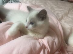 -叮叮猫咪生活馆
