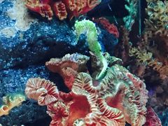 -暹罗海洋世界