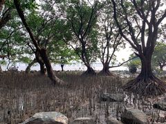 -宝安西湾红树林湿地公园