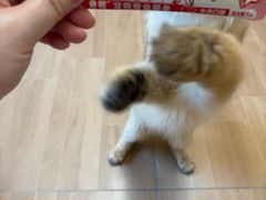 -唐小姐の私宠·宠物洗护美容·撸猫馆·购宠(周浦万达旗舰店)