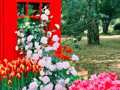 -上海鲜花港