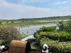 -上海海湾国家森林公园