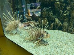 -北戴河圣蓝海洋公园