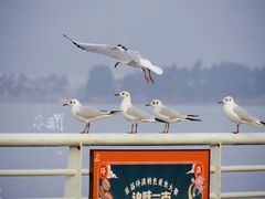 -海埂大坝