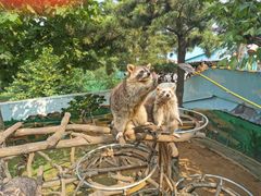 -西霞口神雕山野生动物世界