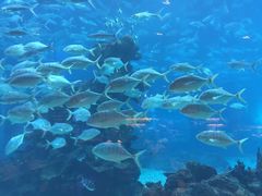 -海棠湾洲际-涛·海底餐厅·美人鱼·自助餐·海底隧道