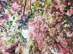 -深圳国际园林花卉博览园