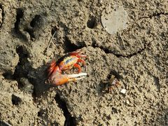 -东寨港红树林旅游区