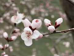 -桃花堤公园
