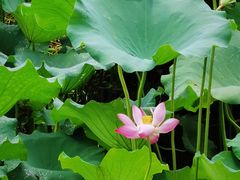 -西湖风景区-江洋畈生态公园