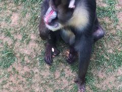 -西霞口神雕山野生动物世界