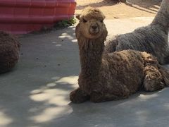 -西霞口神雕山野生动物世界