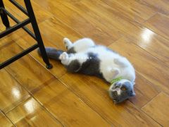 大堂-喵园·猫主题咖啡厅·撸猫·猫咖(国贸店)