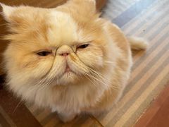 -MOCHA明星猫咖(田子坊店)