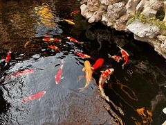 -鲤院·新中式美学·庭院餐厅(夫子庙店)