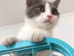 -喵zoo家庭繁育猫舍(尖东智能花园店)