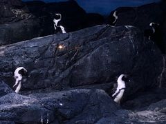 -暹罗海洋世界
