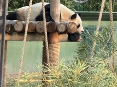 -上海野生动物园