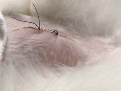 -纳吉亚猫专科动物诊疗中心(蒋宅口分院)