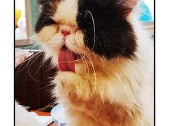 -猫小院猫主题餐厅(三里屯店)
