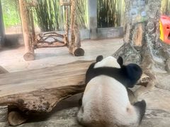 -海南热带野生动植物园