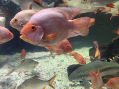 -太平洋海底世界