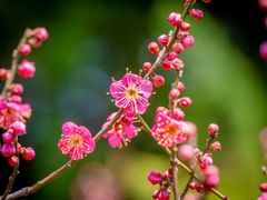 -梅花山(明孝陵内)