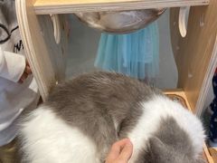-飞行喵MR PILOT|猫舍·猫咖(静安大融城店)