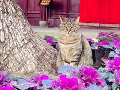 -西园戒幢律寺