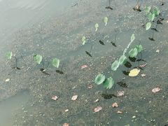 -东湖落雁景区