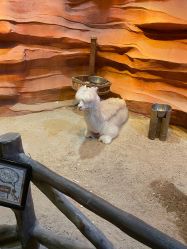 -酷嗒动物文化乐园(cutezoo西溪乐天城店)