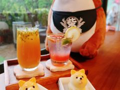 -柴犬高等学院·狗咖·柴犬售卖·宠物训练