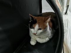 -佳雯宠物医院(金华南路分院)