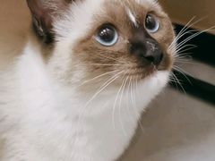 -瑞鹏宠物医院·普外科·影像科·皮肤科(城市山谷分院)