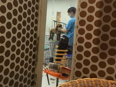 -神采飞扬宠物美容(香港路店)