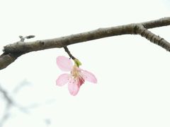 -神光山国家森林公园