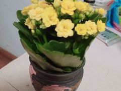 -曲阳花鸟市场(曲阳路店)