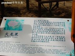 -上海都市菜园