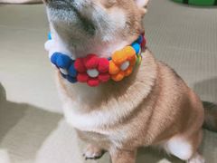 -逗柴咖啡屋·狗咖猫咖宠物桌游