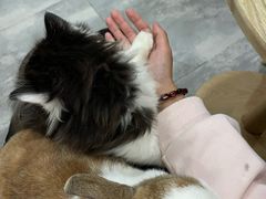 -楼上猫咖(罗湖店)