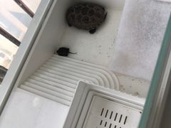 -喵宠乐园·撸猫互动·猫舍