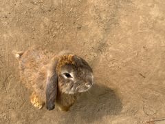 -前小桔亲子创意农场·草莓采摘·露营烧烤