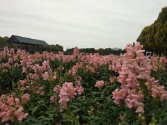 -广东花都香草世界旅游度假区