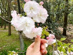 -上海共青森林公园